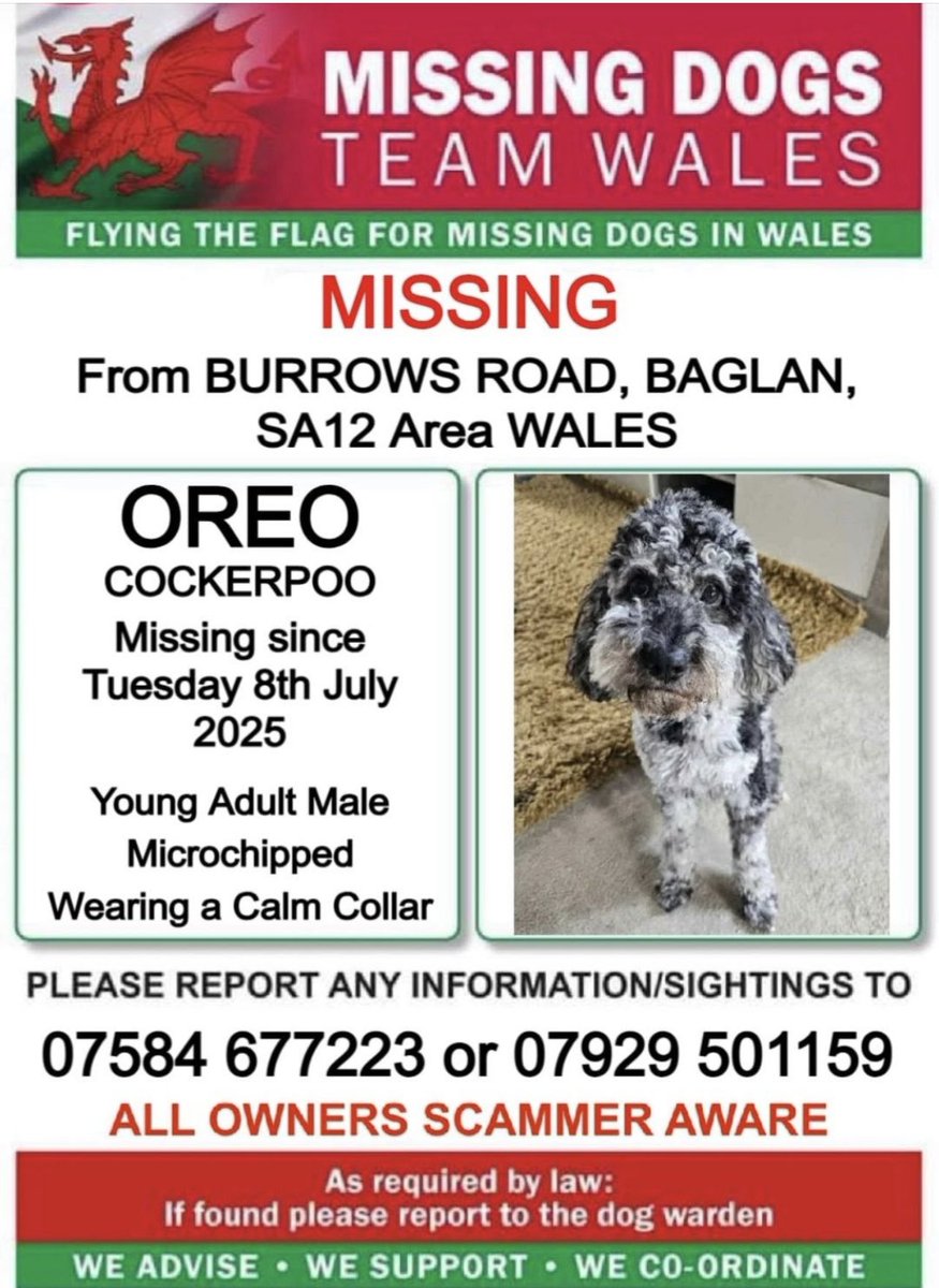 PLEASE CALL THE NUMBERS ASAP ON THIS POSTER IF SEEN ‼️
PLEASE DO NOT POST SIGHTINGS ‼️

🔻#OREO IS #MISSING IN UNFAMILAR AREA NEAR TRAIN TRACKS PLUS MOTORWAY 🔻
MISSING FROM #BURROWS ROAD AREA #BAGLAN #SA12
SINCE TUES 8TH JULY 
 VERY NERVOUS PLEASE DO NOT ATTEMPT TO CATCH HIM !