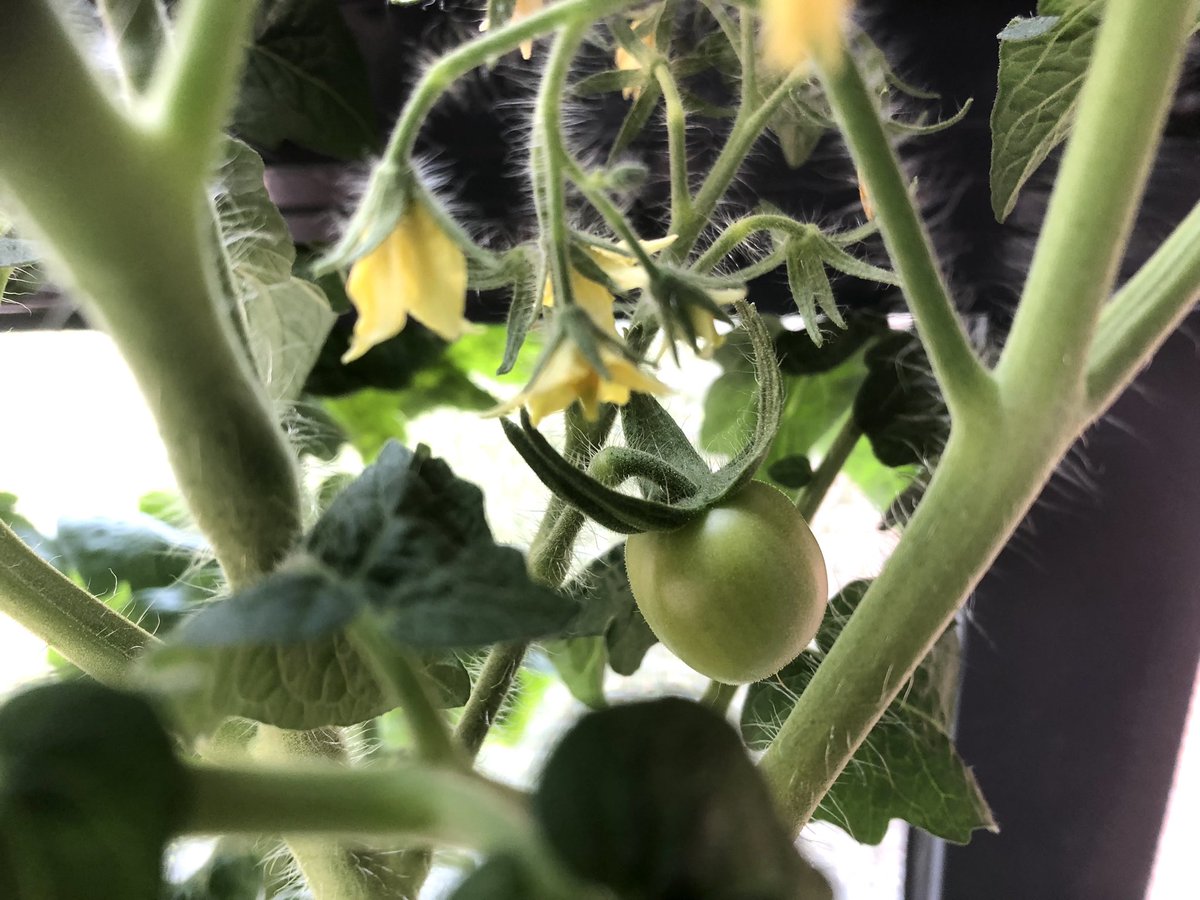 first calendula blooms and beginnings of tomatoes growing on the balcony, so happy ;v; !!