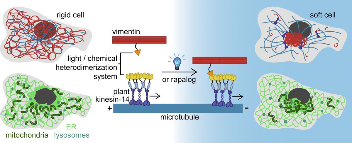 psychescope's tweet image. Excited to share that our fast &amp;amp; reversible chemical and optogenetic #vimentin pulling tools are now published in JCB! 🥳

doi.org/10.1083/jcb.20…