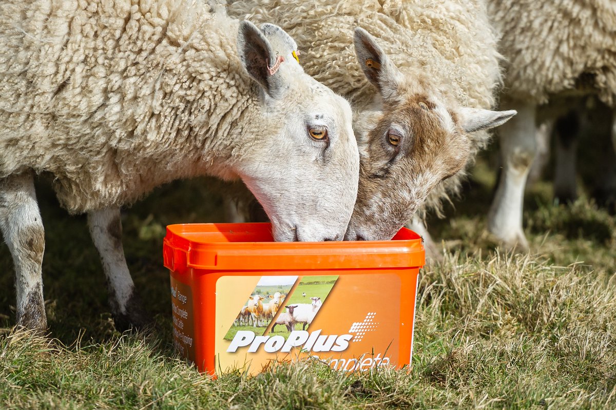 Scotmin Nutrition tweet media