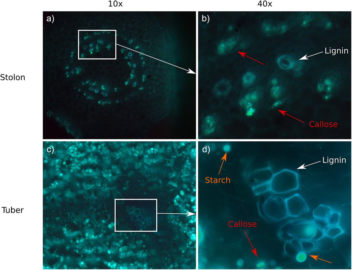 qpb_journal's tweet image. Featured Article: A coordinated switch in sucrose and callose metabolism enables enhanced symplastic unloading in potato tubers - cup.org/3HLMT44
By Bas van den Herik, Sara Bergonzi, et al.
#Callose #Sucrose #Potato