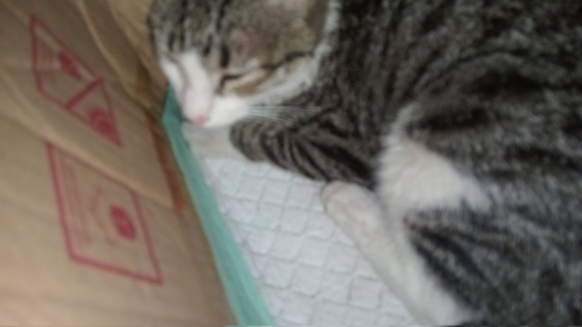 🐺♡𝐀𝐋𝐋 𝐀𝐁𝐎𝐔𝐓 𝐓𝐇𝐄𝐌♡🐰 tweet media