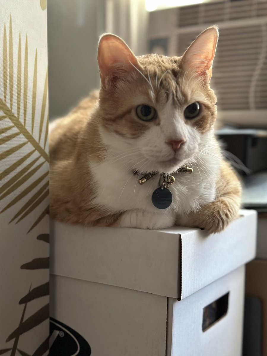 MeanOrangeCat's tweet image. Devastated to report that we suddenly had to say goodbye to our beloved Buzz yesterday. On the outside he was mean, he hated everything especially being held or anything affectionate. Occasionally he’d drop the facade and reluctantly cuddle on the couch or the end of the bed, I…