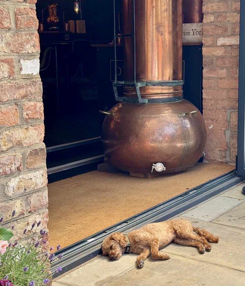 yorkgin's tweet image. Bit hot, innit? 
🐶😎🍸

(York Gin Dog, Inigo, at York Distillery.)

@VisitYork @MiddletonsYork 

#york #heatwave #distillery #yorkdistillery #dogsoftwitter #dogfriendly