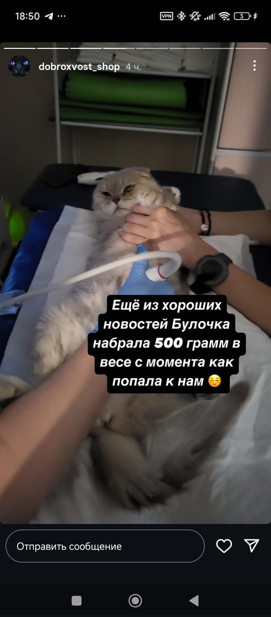 У Булочки все хорошо, провели чекап, вес набрала, анализы хорошие. Осталось найти дом и забыть обо всех прошлых невзгодах