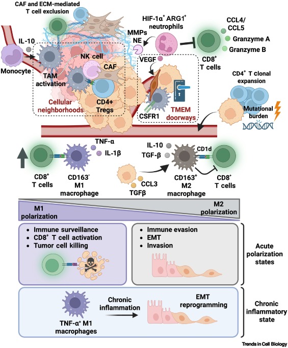 TrendsCellBio's tweet image. The role of the immune tumor microenvironment in shaping metastatic dissemination, dormancy, and outgrowth dlvr.it/TLpHDy