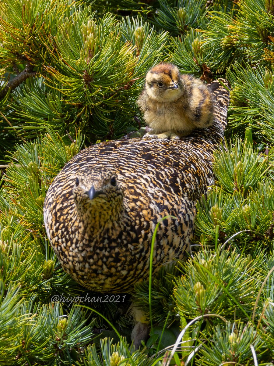 ひよちゃん tweet media