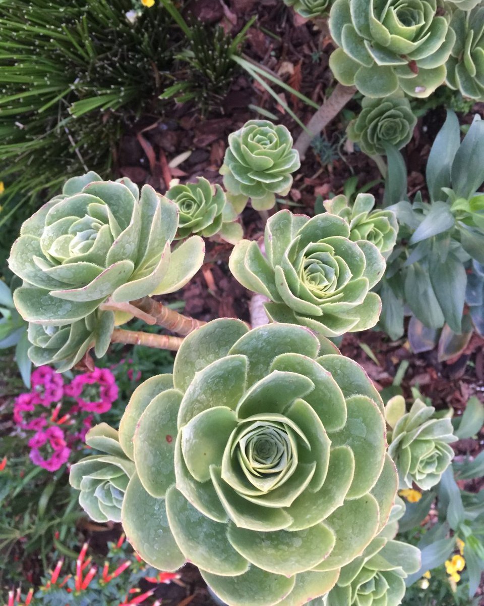 Plant Spotlight: Succulents
Resilient, water-wise, and easy to grow—succulents are a smart choice for growers and plant lovers alike.

Low maintenance. High impact.
#Succulents #PlantSpotlight #WaterWise #GrowSmart #GreenhouseGrowing