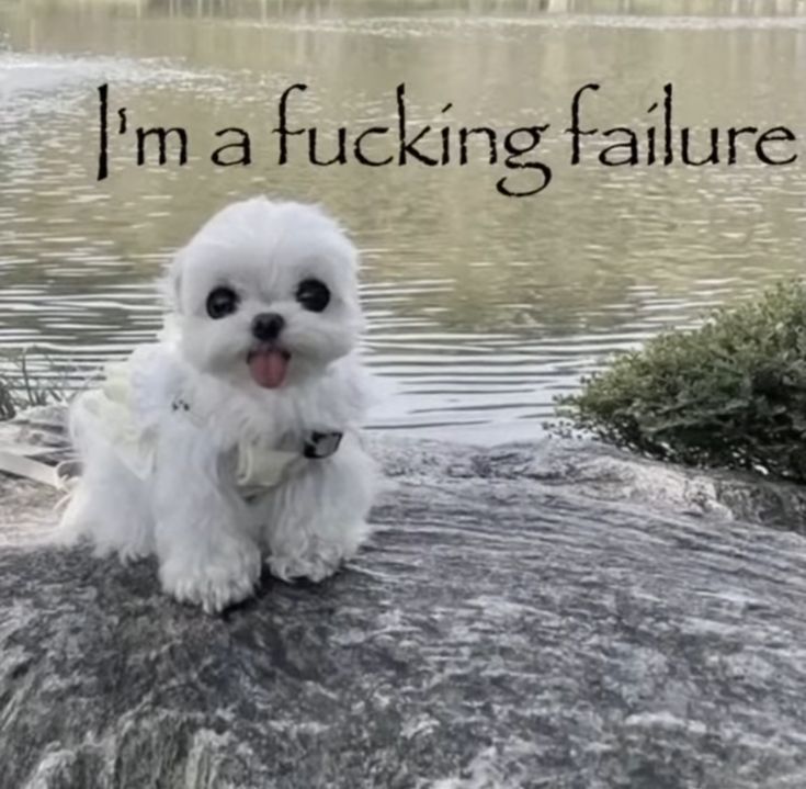 hourly_shitpost's tweet photo. https://t.co/SsIdpaa0Jc
