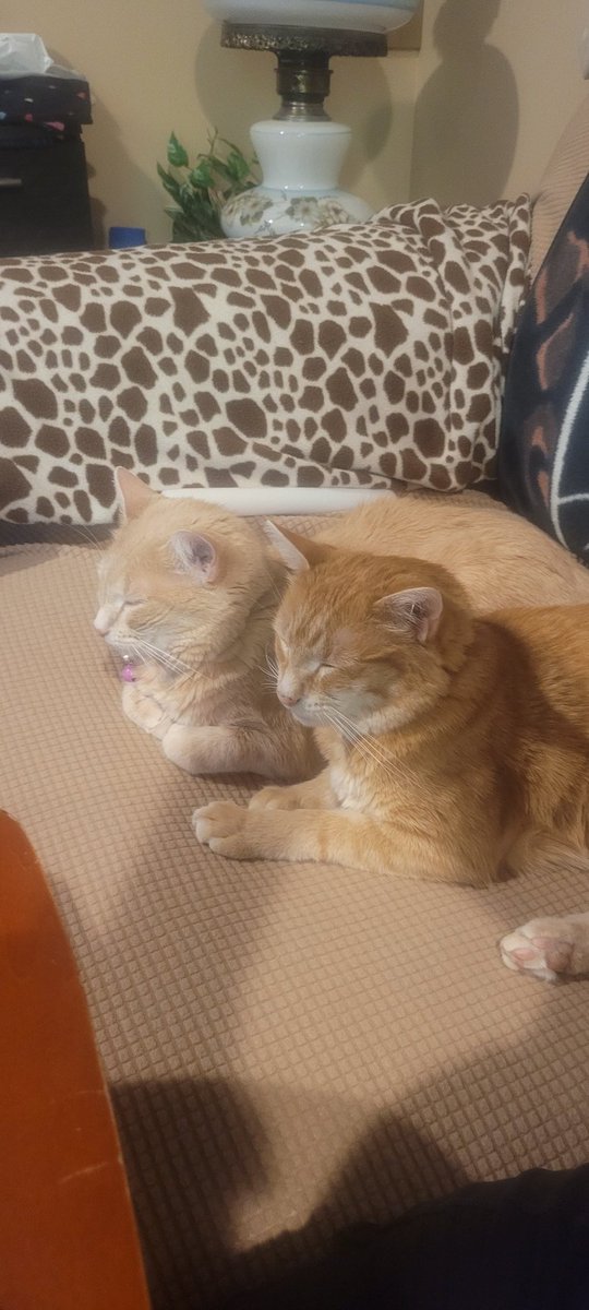 FlowerFancyPant's tweet image. Butter loves his Mommy SO MUCH!!
