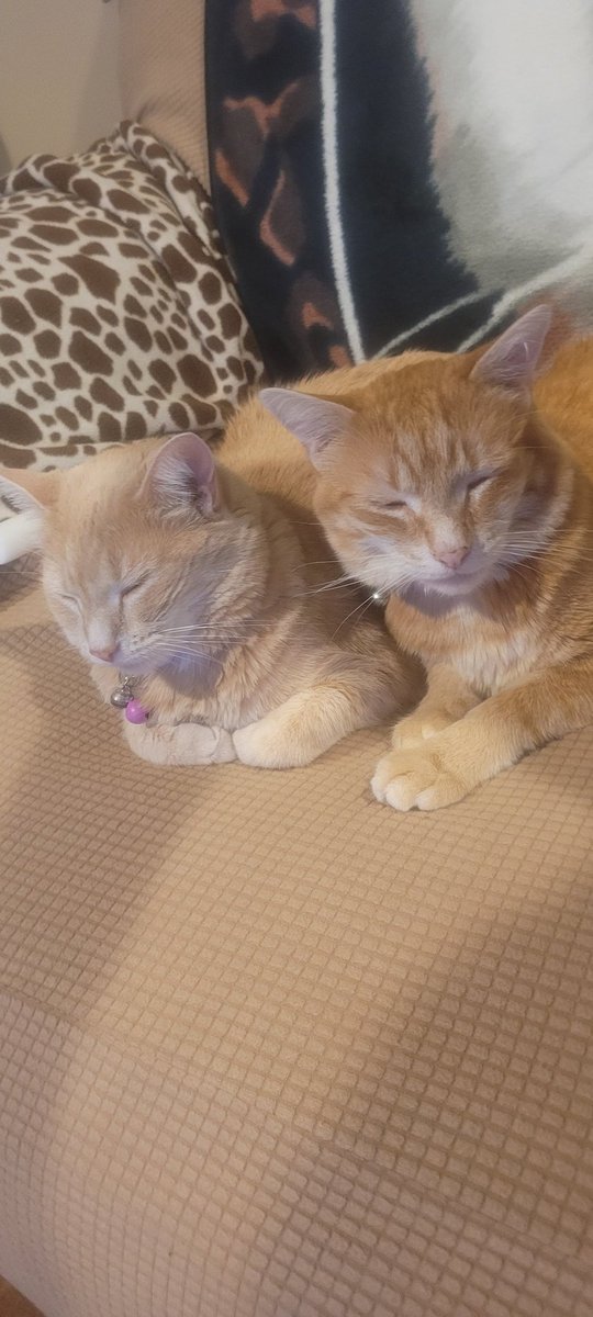 FlowerFancyPant's tweet image. Butter loves his Mommy SO MUCH!!
