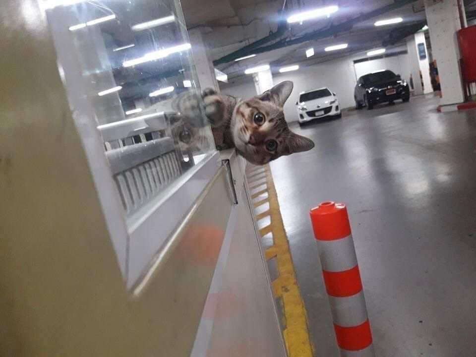 cats with jobs 🛠 (@catworkers) on Twitter photo  cats with jobs 🛠 (@catworkers) on Twitter photo