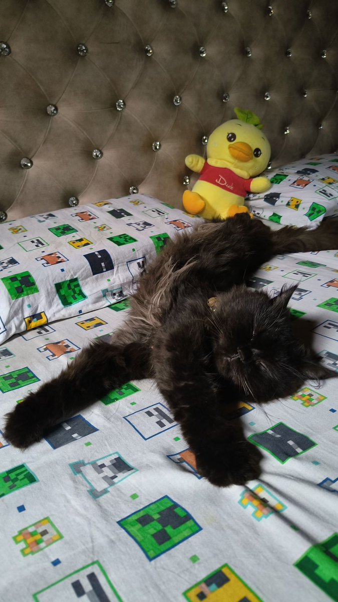 Black cats are not bad luck (@visualscat) on Twitter photo 