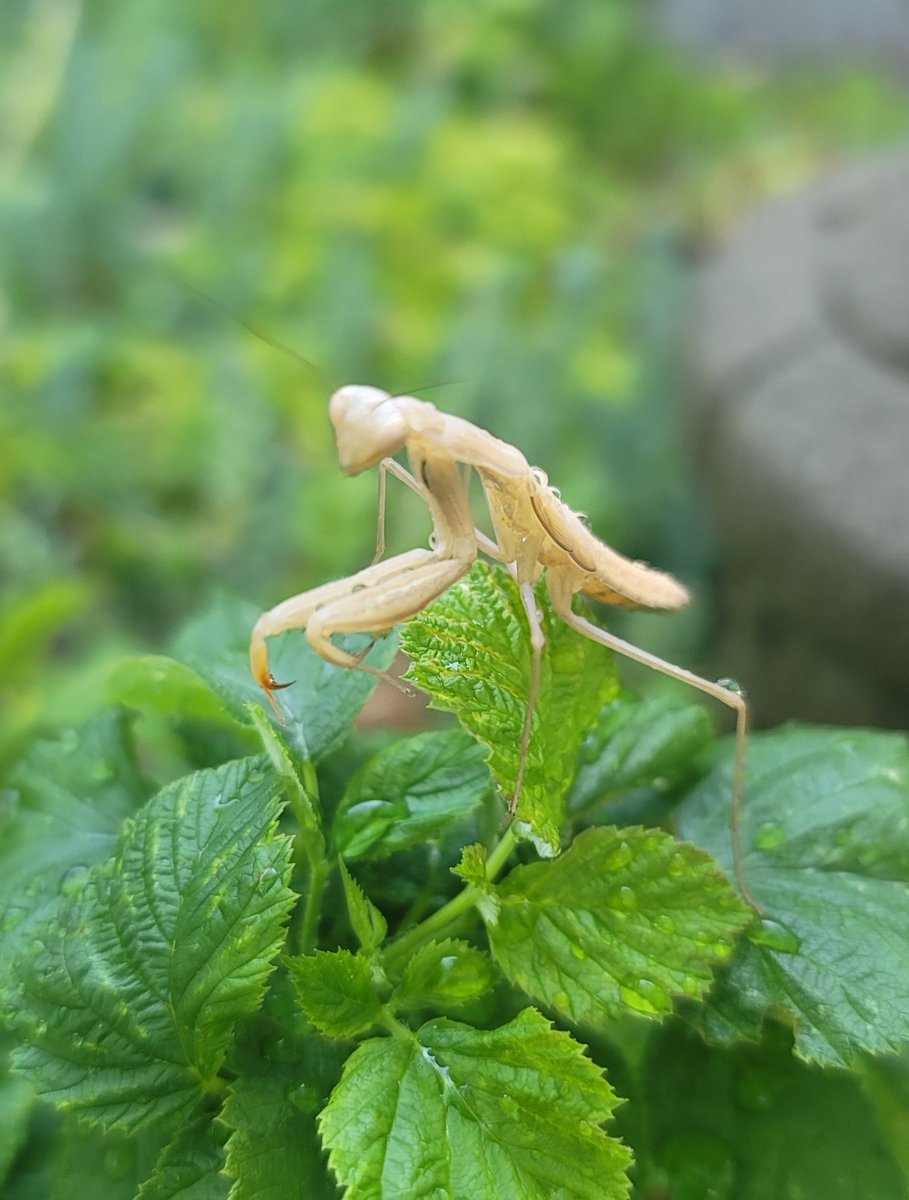 reflex_division's tweet image. Guardian of the raspberries.
