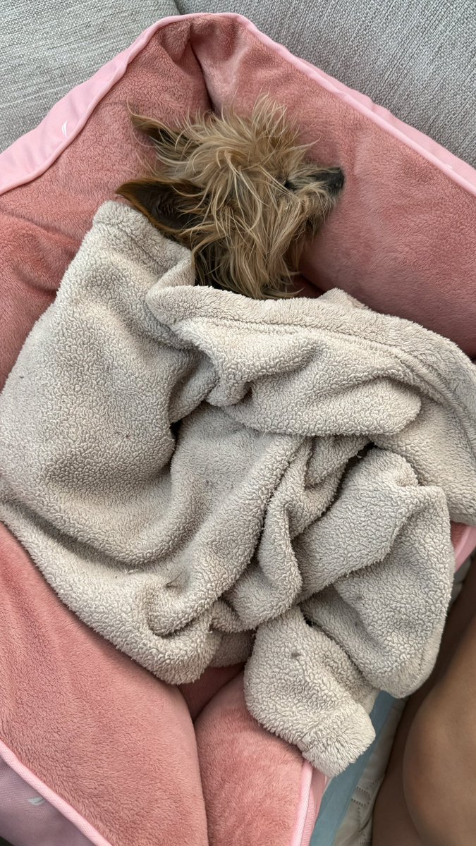 paulsiapno's tweet photo. Prayers for our family dog Penny 🙏🏼🥺 https://t.co/QRLL0MsVB6