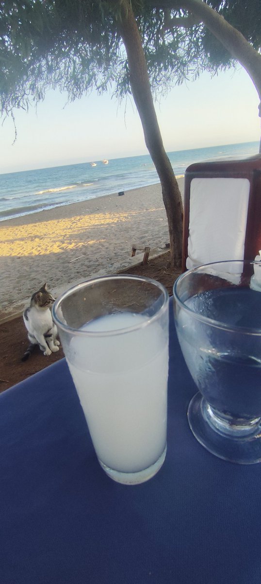 Bir kedi 
Bir Deniz 
Bir ben..