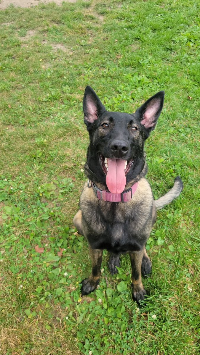 chris_seip's tweet photo. “She doesn’t know she’s training to save lives. She just knows she’s doing it with me.”

Zara is on her way to becoming a certified explosives detection K9 — but we’re funding it all ourselves.

💥 Help us finish strong: https://t.co/W779Bhjic7
#K9Hero # #SupportK9 #GoFundMe https://t.co/mcpvWgChro