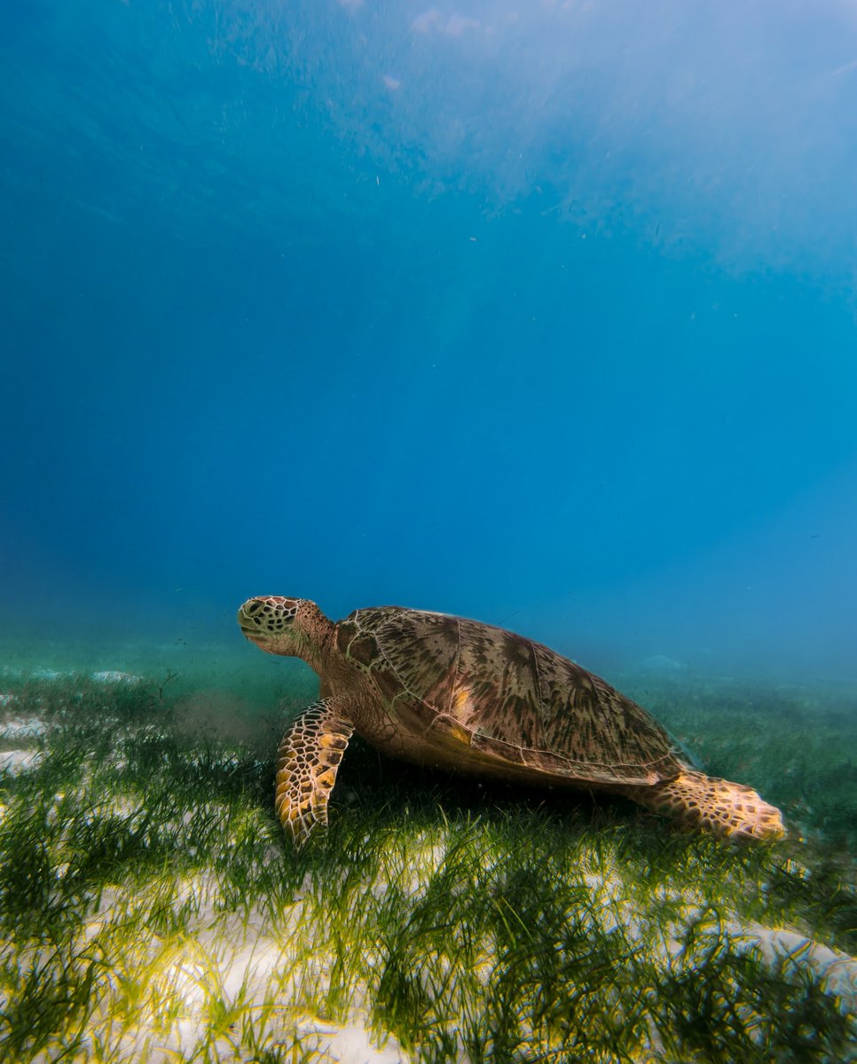 KureduResort's tweet image. The reefs and lagoons around Kuredu are home to the Maldives’ largest population of green sea turtles.

Please remember to keep a respectful distance and admire them without touching.

#Maldives #VisitMaldives #SeaTurtle #OceanLife #KureduMaldives