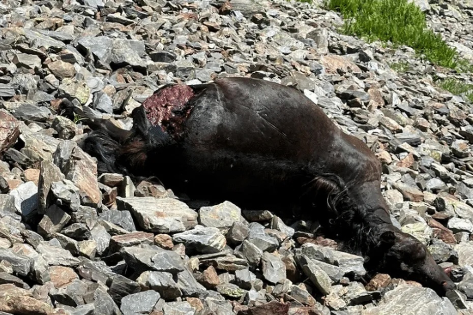 LFPCheval (@lfpcheval) on Twitter photo 🐻🐴"Tout reste à démontrer", l'ours pointé du doigt dans la mort de sept chevaux en un mois
ow.ly/p2sz50WlNtb 🐻🐴"Tout reste à démontrer", l'ours pointé du doigt dans la mort de sept chevaux en un mois
ow.ly/p2sz50WlNtb