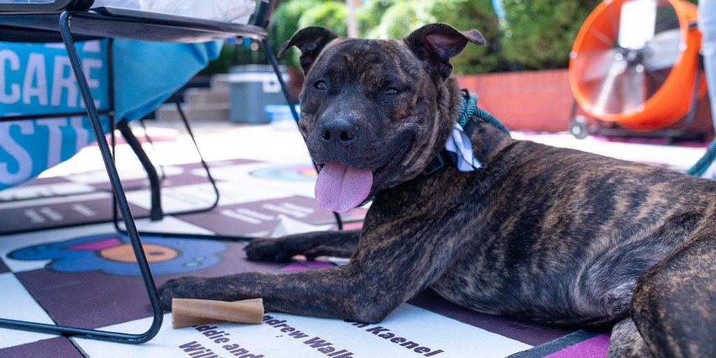 WorldChessHOF's tweet image. We had the best time at our adoption event with Care STL! 🐾

From pet adoptions to arts &amp;amp; crafts to live music - we’ve got something for everyone! Check out our website for all of our upcoming programs and events.

#worldchesshof #carestl #stlevents