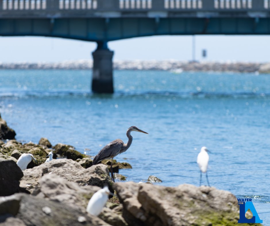 WaterForLA's tweet image. #DYK Watersheds are more than just a drainage basin? They include more than just water, they also include the people, animals and plants that live and grow within the watershed’s system. #WaterforLA