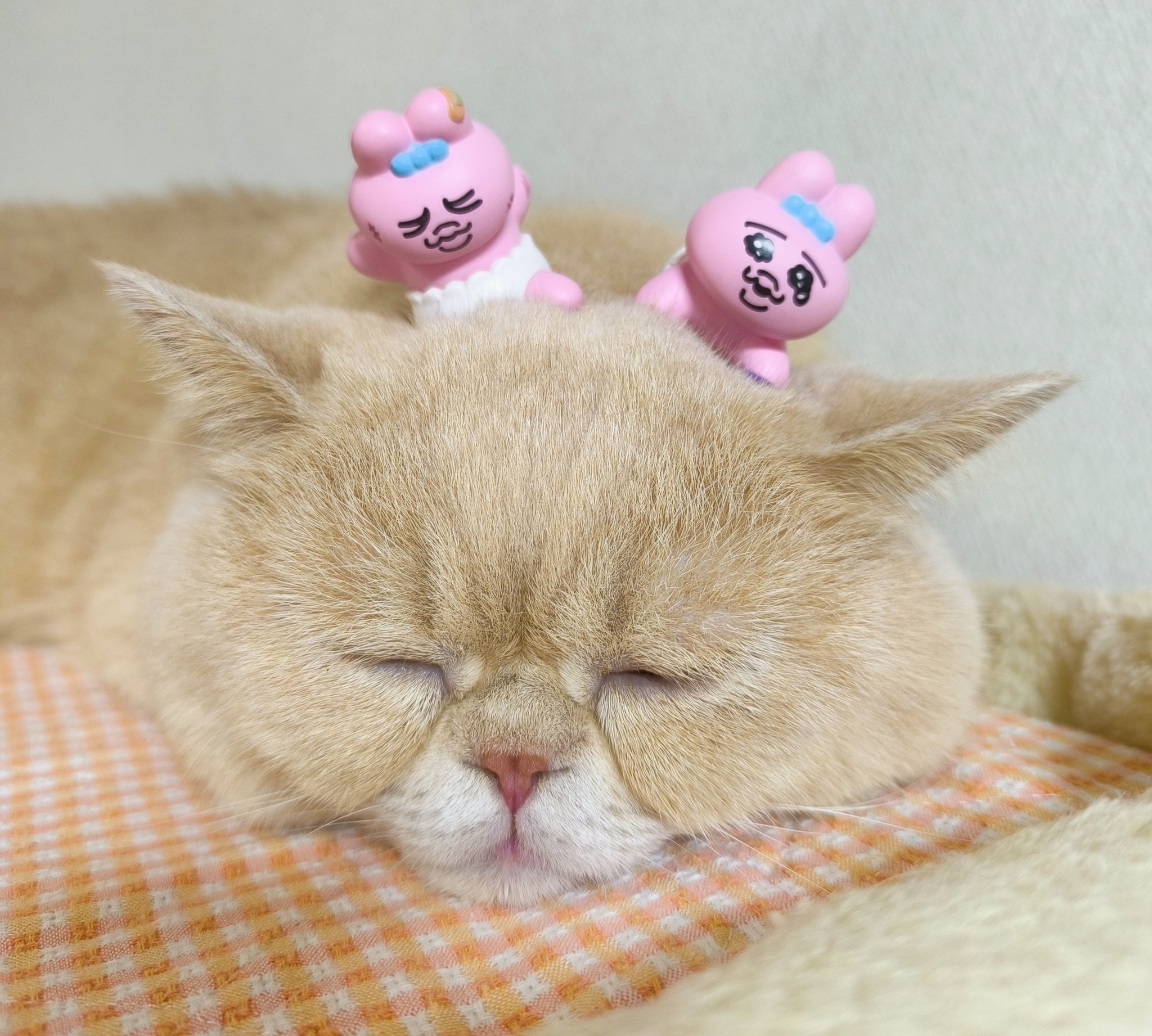 ねこ好き 🟣⭐️じゅんネロビアンコ⭐️🟣 on X: 