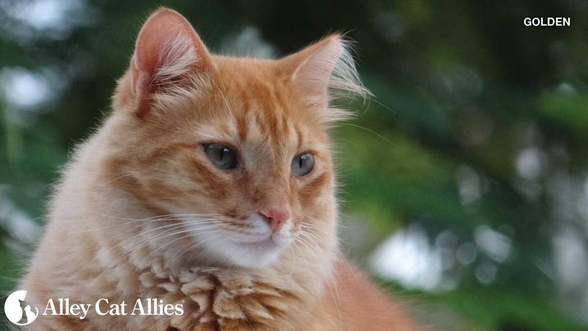 Happy #FeralTuesday to community cat caregivers everywhere. We celebrate your compassion and action, and we are here to support you! 🐈

There's never a bad time to brush up on #TNR skills, or to inspire more people to become community cat advocates: alleycat.org/TNRGuide
