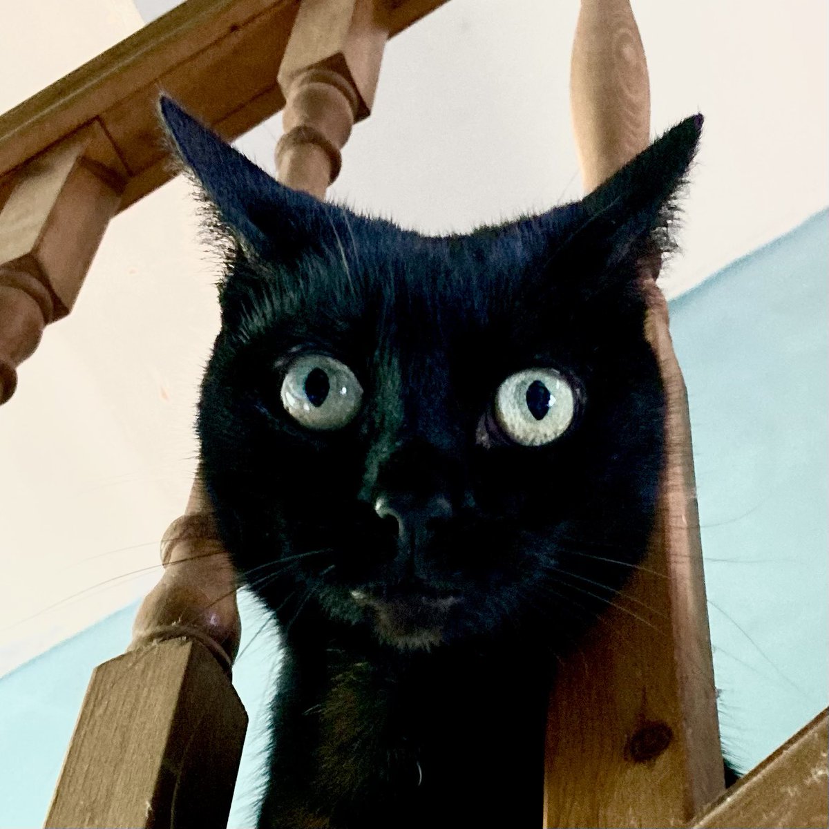 Captions, please ….

#nightshine #cat #catsofinstagram #blackcatsofinstagram #catonstairs #catonstairsstares