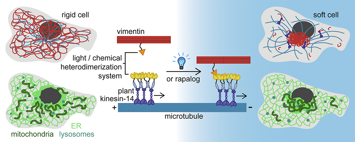 Journal of Cell Biology (@jcellbiol) on Twitter photo Pasolli, Meiring, Akhmanova et al. (Utrecht University) describe tools to acutely relocate #vimentin intermediate filaments by inducibly coupling them to microtubule motors. hubs.la/Q03wf_F20
<a href="/psychescope/">Joyce Meiring</a> <a href="/gijsjekoenderi1/">Gijsje Koenderink</a>
#Technology #Cytoskeleton Pasolli, Meiring, Akhmanova et al. (Utrecht University) describe tools to acutely relocate #vimentin intermediate filaments by inducibly coupling them to microtubule motors. hubs.la/Q03wf_F20
<a href="/psychescope/">Joyce Meiring</a> <a href="/gijsjekoenderi1/">Gijsje Koenderink</a>
#Technology #Cytoskeleton