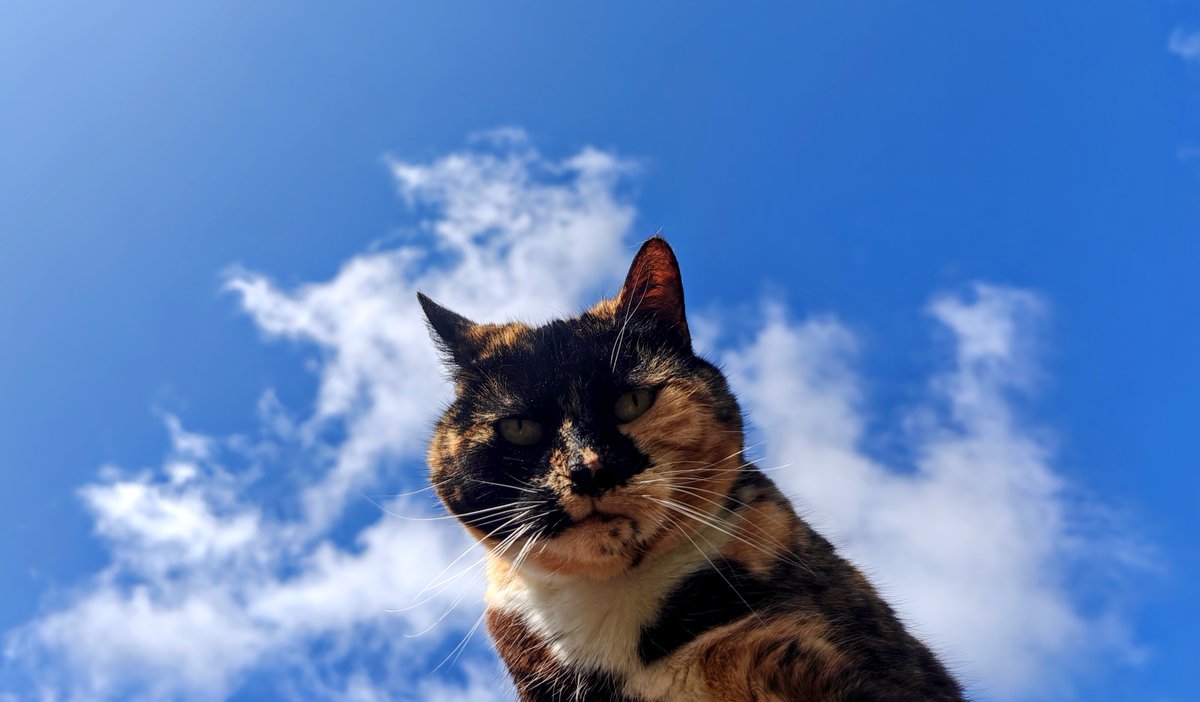 DerekFoster's tweet image. My old cat Sabzo enjoying the sun. She gives out sage advice.