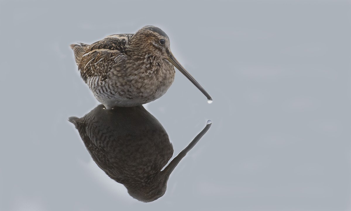 A few more walks added to the website today.
Follow the link for more details.
derbyshirebirdtours.com/trails
A re-post would be much appreciated, thank you.
