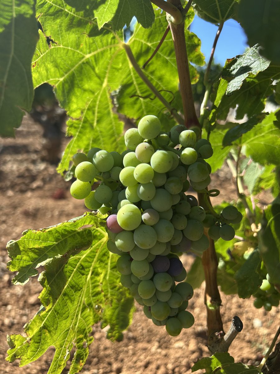 Top départ de la véraison, ce stade physiologique où la grappe va se transformer en fruit! Synthèse des arômes, des polyphénols, des anthocyanes, des sucres…cette étape nous donne une indication du début de la future vendange! Mon arrière grand mère aurait dit de sa voix claire