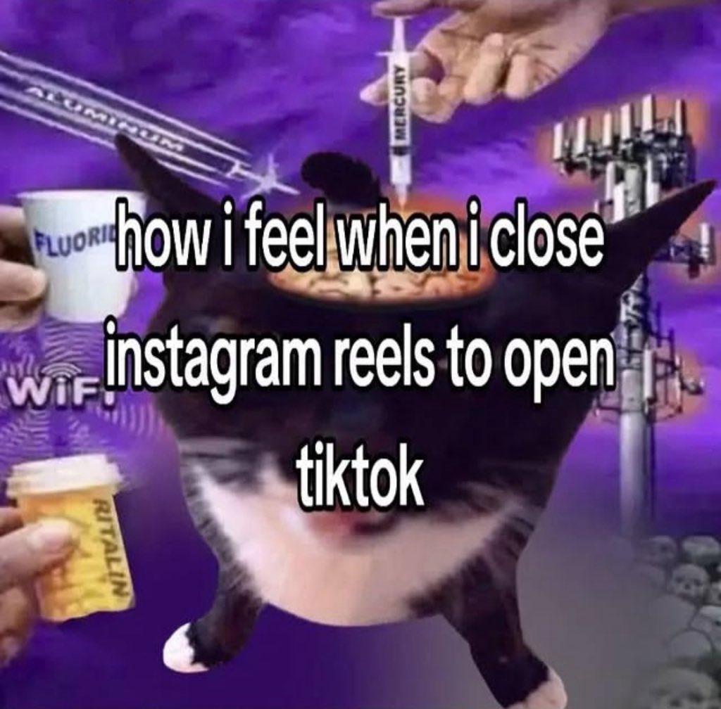 LiterallyMeCats (@literallymecats) on Twitter photo 