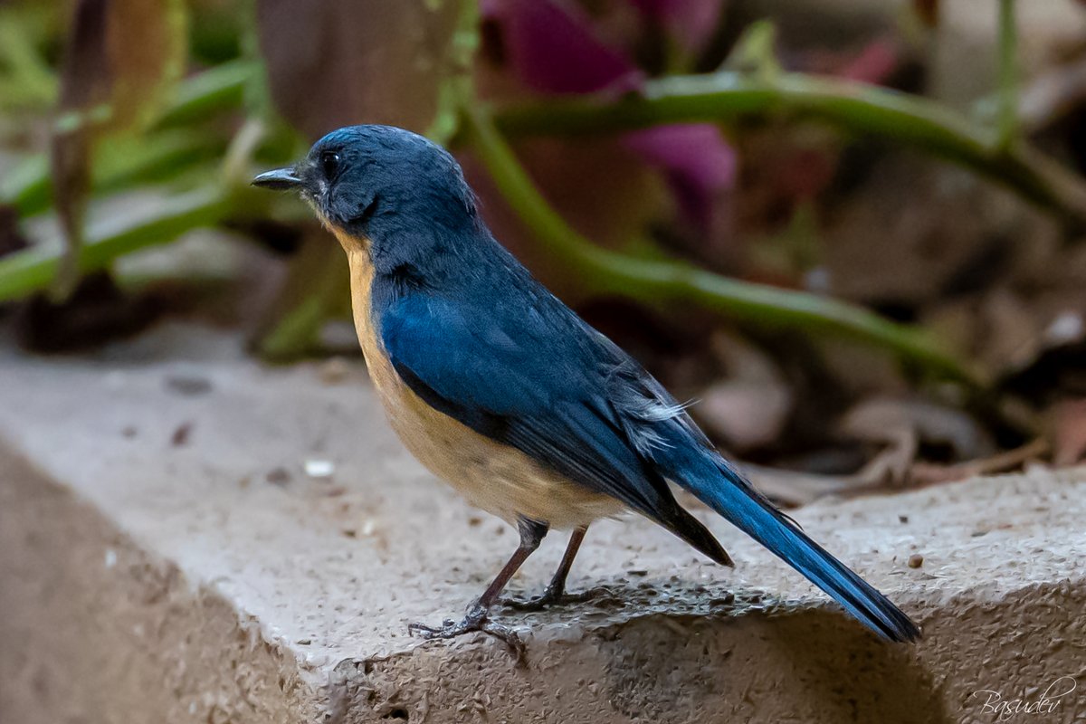 Tickell's Blue Flycatcher .............@ Bandhavgarh                                        #IndiAves #BBCWildlifePOTD #ThePhotoHour #natgeoindia #wildlifephotography #SonyAlpha #BirdsSeenIn2025