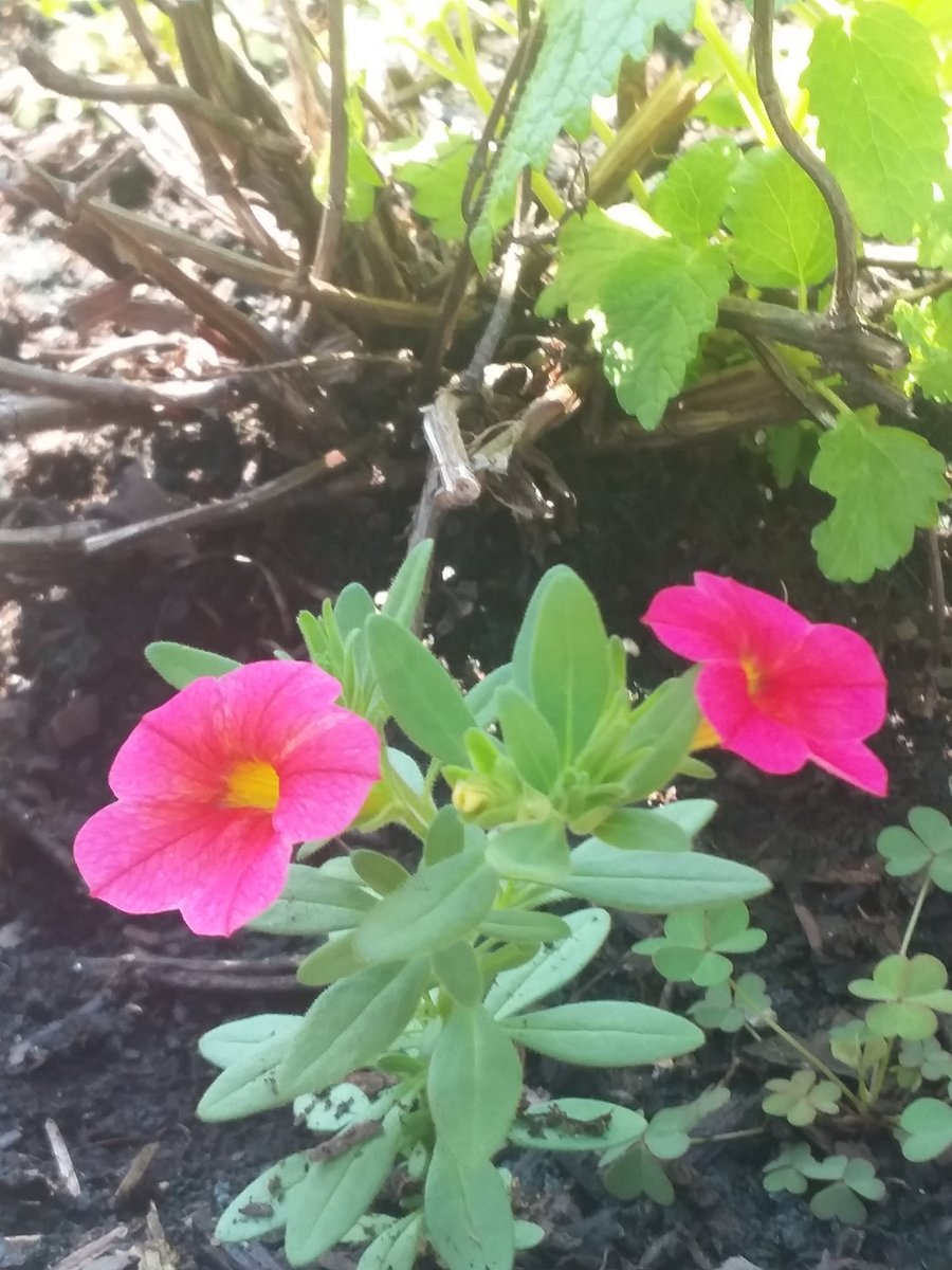 Diane_Dee's tweet photo. Love pleasant surprises.
These #flowers that I didn't plant & have no idea where they came from 🙏🏻 popped up.
The other #plant is my #lemonbalm that came back. Thinking it had died, I almost removed it. It's good to have patience.💖😁
#spiritual #blooms #herb #photos https://t.co/HUrILg9pZM