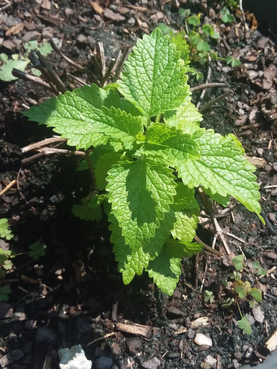 Diane_Dee's tweet photo. Love pleasant surprises.
These #flowers that I didn't plant & have no idea where they came from 🙏🏻 popped up.
The other #plant is my #lemonbalm that came back. Thinking it had died, I almost removed it. It's good to have patience.💖😁
#spiritual #blooms #herb #photos https://t.co/HUrILg9pZM