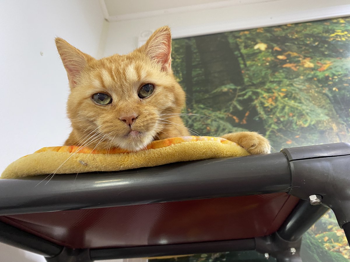 #COTD Candy gained her name from being so super sweet when she first arrived in 2011! She still holds up to the name— all Candy wants is lots of cuddles and being pet. She always takes an opportunity to hop in your lap if you sit down

Read more: blindcatrescue.com/cats/candy.htm