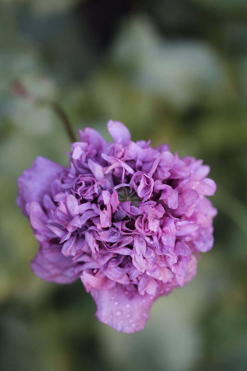 jannibele's tweet photo. One of my favorite #Poppies βViolet Blushβ is putting on the showπ
#papaver #poppyflower #FlowersOnX https://t.co/BmgnUwy67F