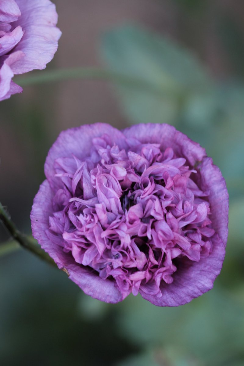 jannibele's tweet photo. One of my favorite #Poppies βViolet Blushβ is putting on the showπ
#papaver #poppyflower #FlowersOnX https://t.co/BmgnUwy67F