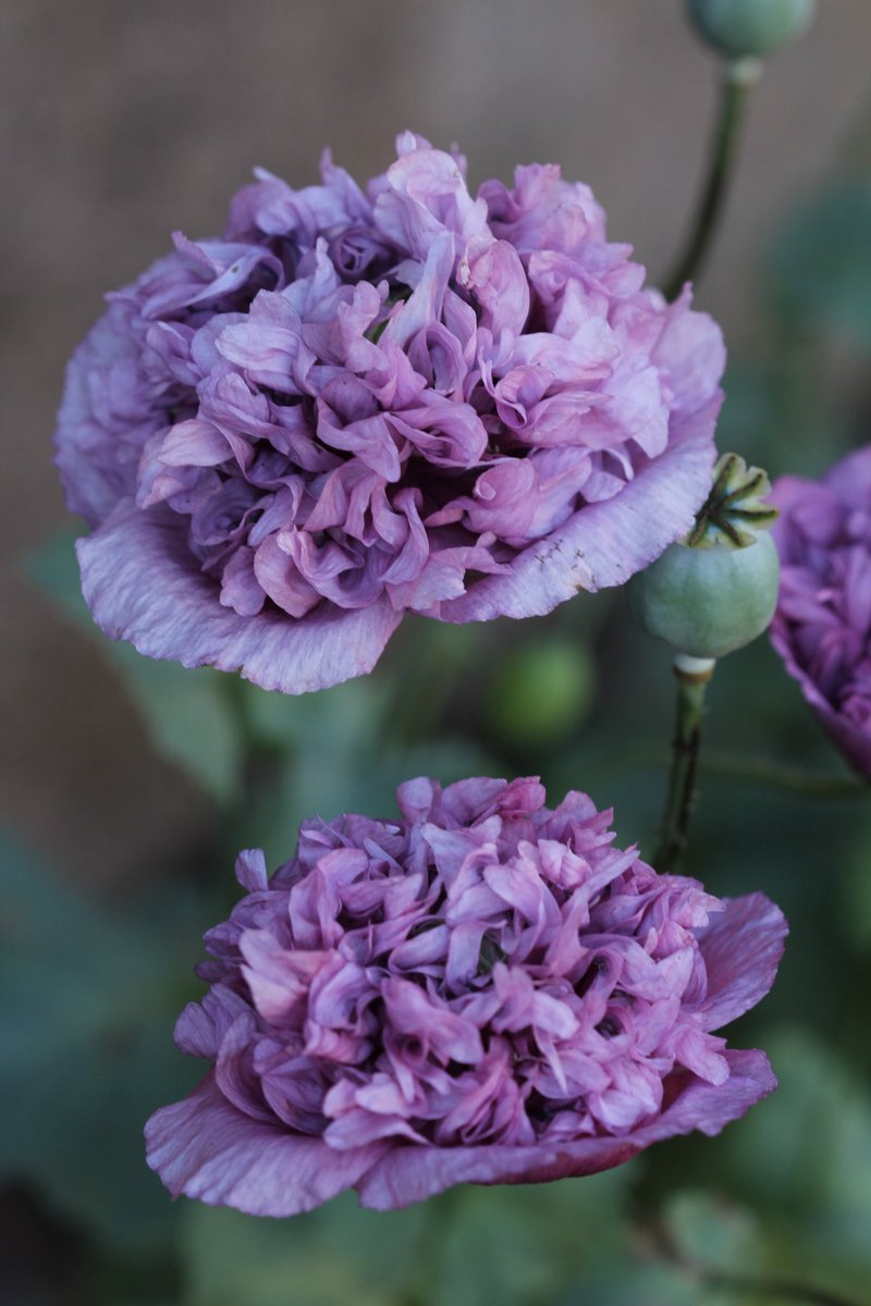 jannibele's tweet photo. One of my favorite #Poppies βViolet Blushβ is putting on the showπ
#papaver #poppyflower #FlowersOnX https://t.co/BmgnUwy67F