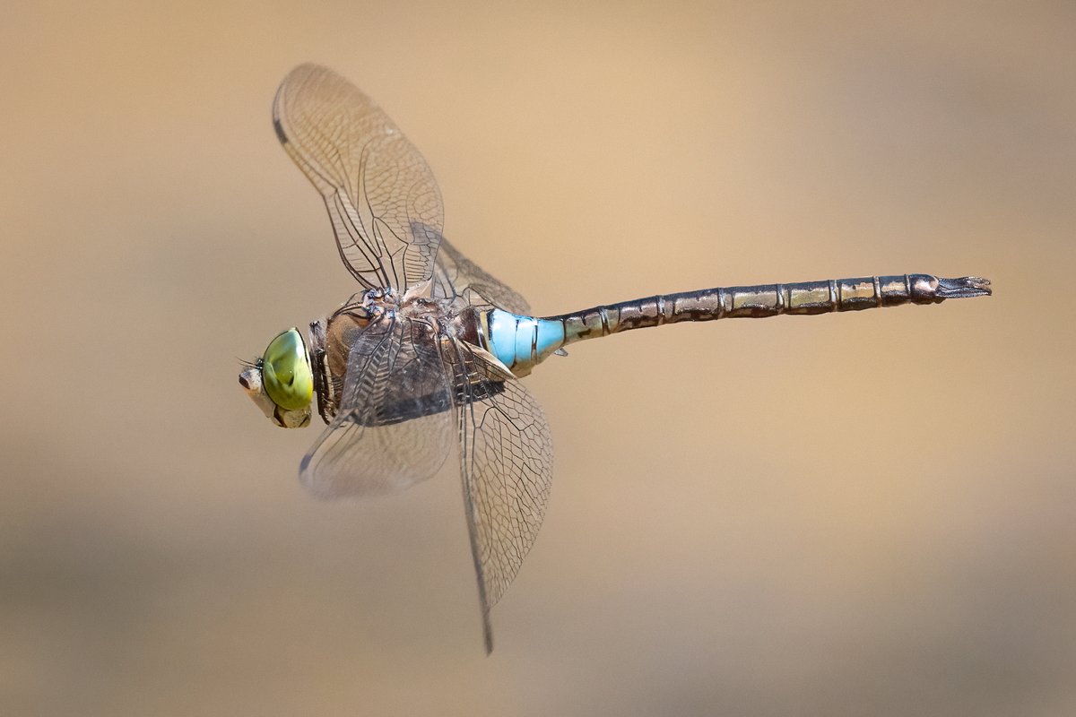 markwright12002's tweet image. Lesser Emperor (m)
Silverlake, Dorchester, Dorset
@BDSdragonflies
@DorsetWildlife