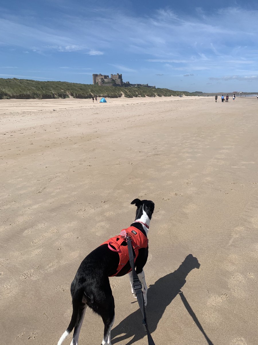 Nellie and Frankie tweet media