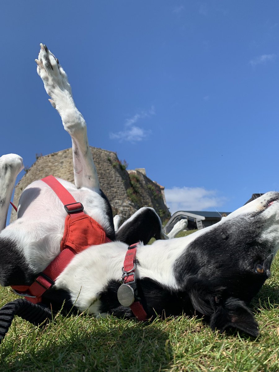 Nellie and Frankie tweet media