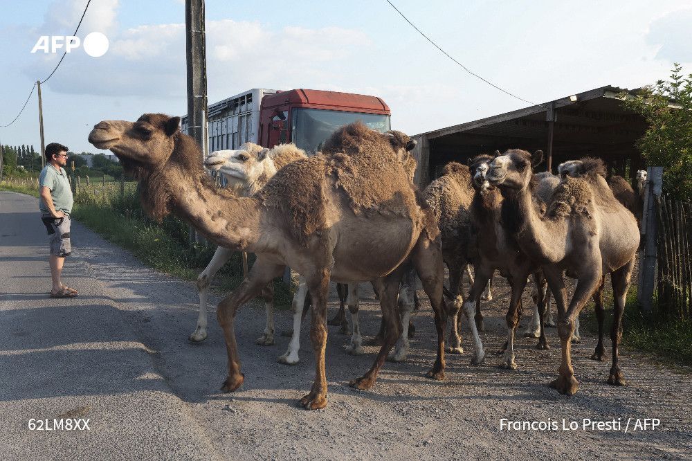 afpfr's tweet photo. 🎧 Du lait de chamelle au pays du maroilles. #SurleFil part dans les Hauts-de-France, où un éleveur s’est lancé dans le lait de camélidés, vanté pour ses multiples vertus. Face à une demande en augmentation, son pari n’est peut-être pas si fou.
➡️ https://t.co/LRiPEVaorE https://t.co/KQnVbRw9As