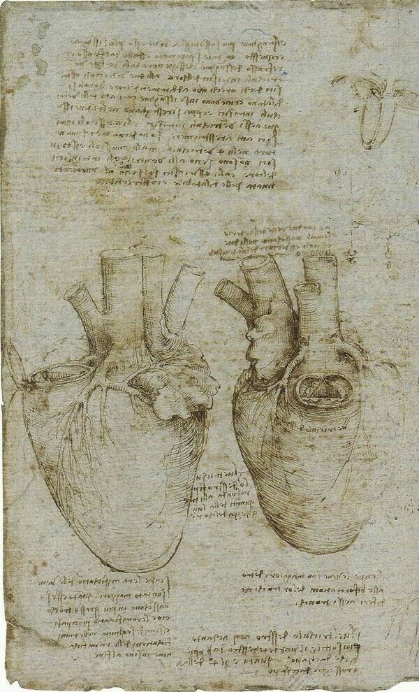 The word for heart in Arabic is qalb. It comes from the root q–l–b, which means to turn, flip, or change. The heart is a highly changeable organ, both emotionally and physically.

In the Qur’an and Hadith, this is reflected on numerous occasions, showing how easily the human