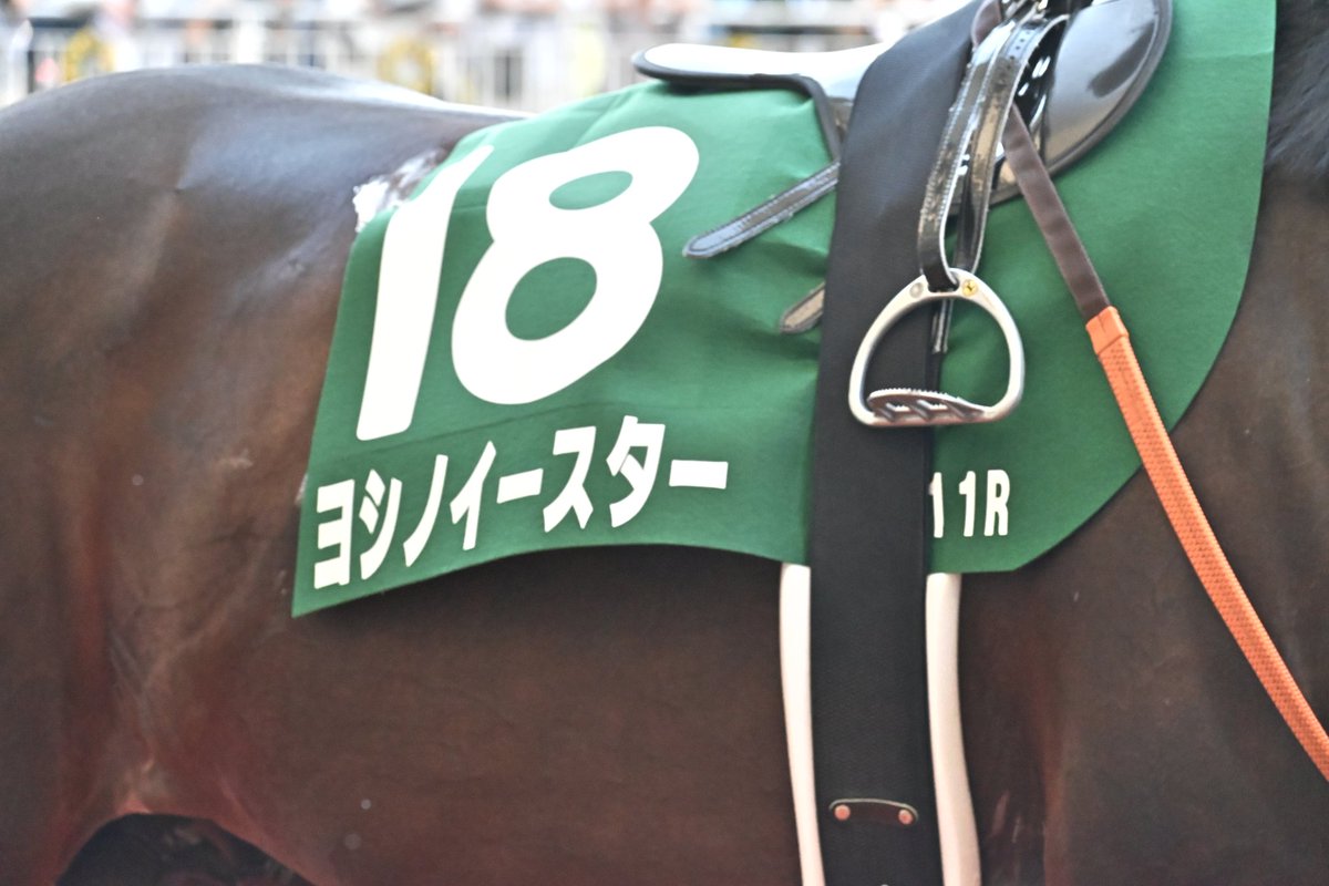 Tuki041229's tweet image. 小倉競馬場
11R ヨシノイースター×内田博幸
2着
嬉しかった
2025.07.06