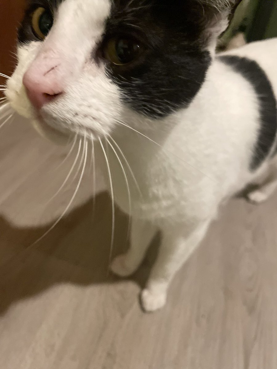 manolitop 🎙️ tweet media