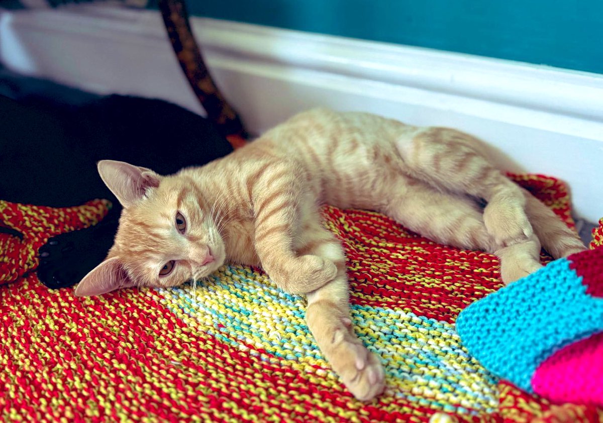 They’re both growing out of kitten stage (totally superimposing school uniform on pics of them come September)