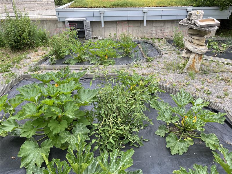 The 350 Pinebush garden is getting closer to its first harvest of 2025 thanks in part to the recent stretch of hot weather!