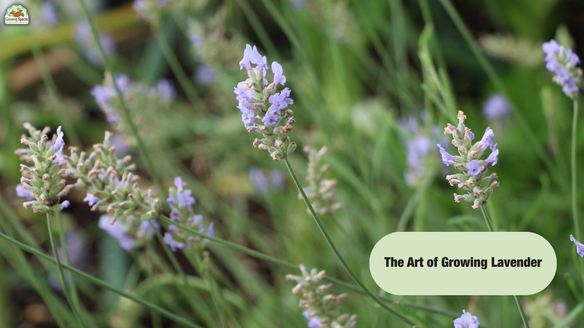 Today is National Lavender Day! 🪻

The lavender fields are in their full glory, and it's time to celebrate.💜 

“Breathe in the serenity of lavender and exhale the worries of the day.” – Unknown

#LavenderSeason #GrowingSpaces 

growingspaces.com/blog/growing-l…